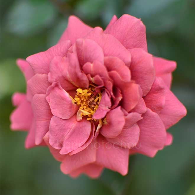 バラ リトルチョコ｜花の手帖の薔薇図鑑