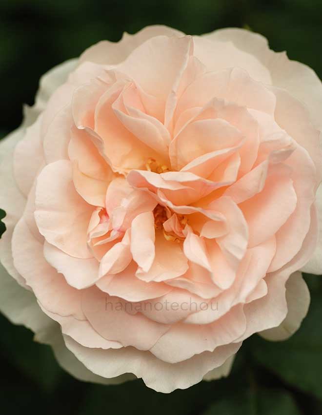 バラ ルイーザ ストーン｜花の手帖の薔薇図鑑