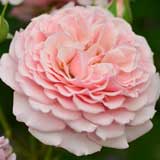 バラ ルイーズドゥマリヤック|花の手帖の薔薇図鑑