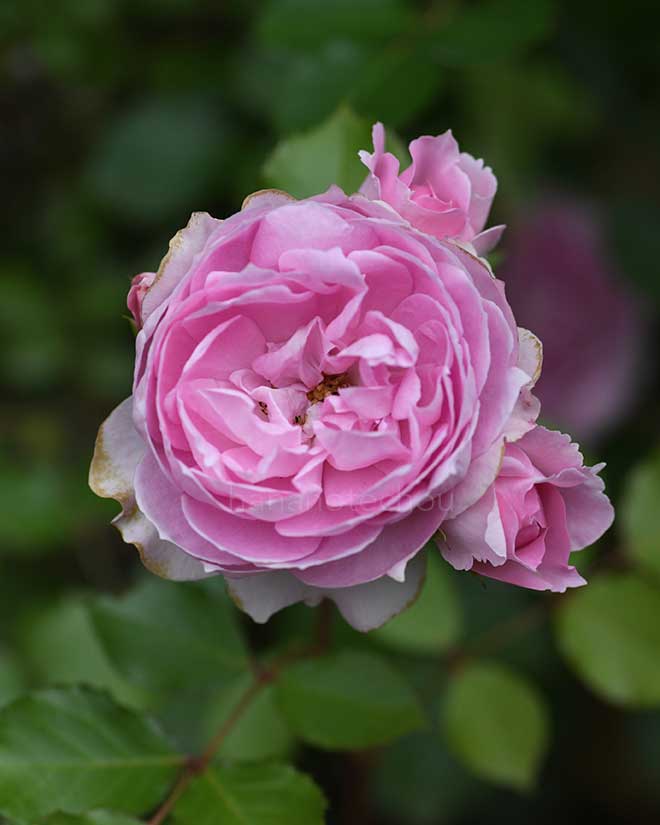 バラ 楼蘭|花の手帖の薔薇図鑑