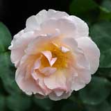 バラ ルチェッタ｜花の手帖の薔薇図鑑