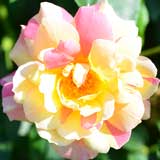 バラ ラジオ|花の手帖の薔薇図鑑