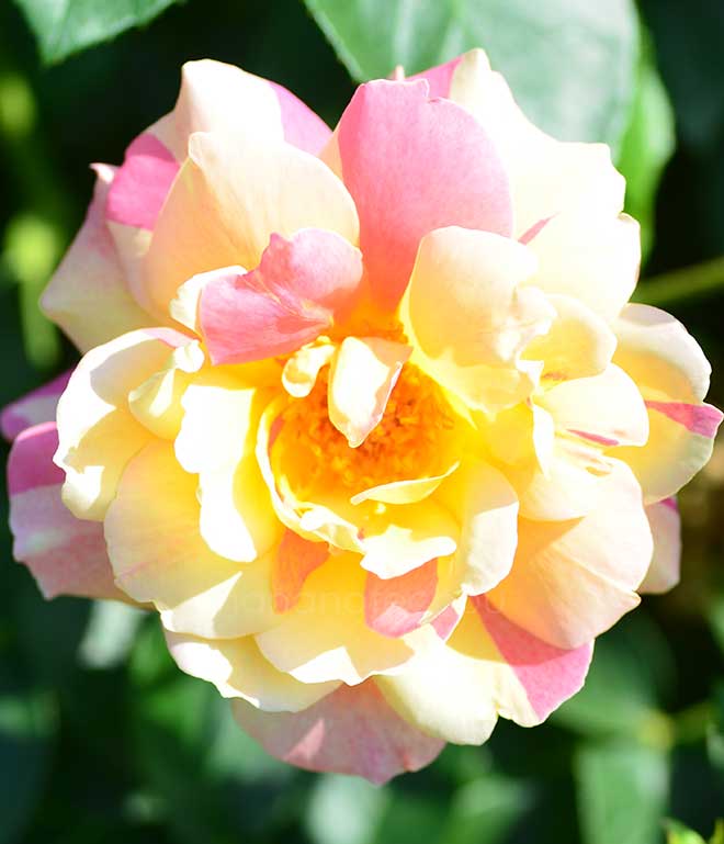 バラ ラジオ｜花の手帖の薔薇図鑑