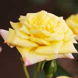 バラ レインボーズ エンド｜花の手帖の薔薇図鑑