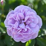 バラ レイニーブルー|花の手帖の薔薇図鑑