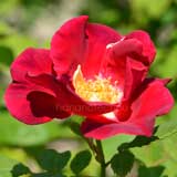 バラ レッドコート｜花の手帖の薔薇図鑑