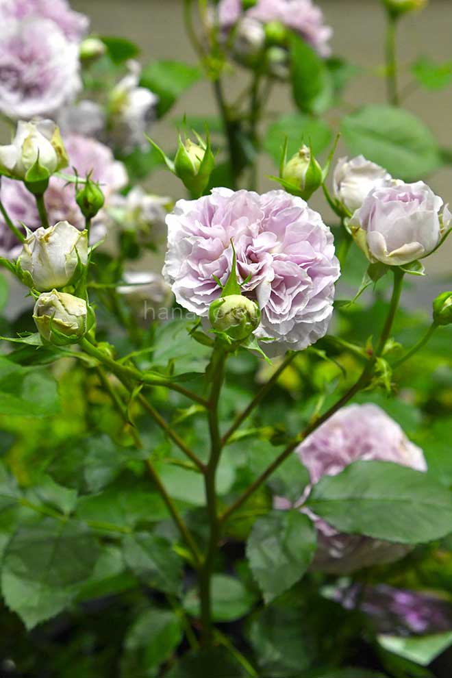 バラ レヴリ|花の手帖の薔薇図鑑
