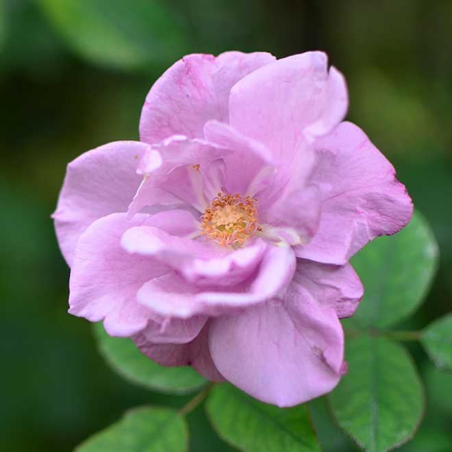 バラ リップルズ|花の手帖の薔薇図鑑