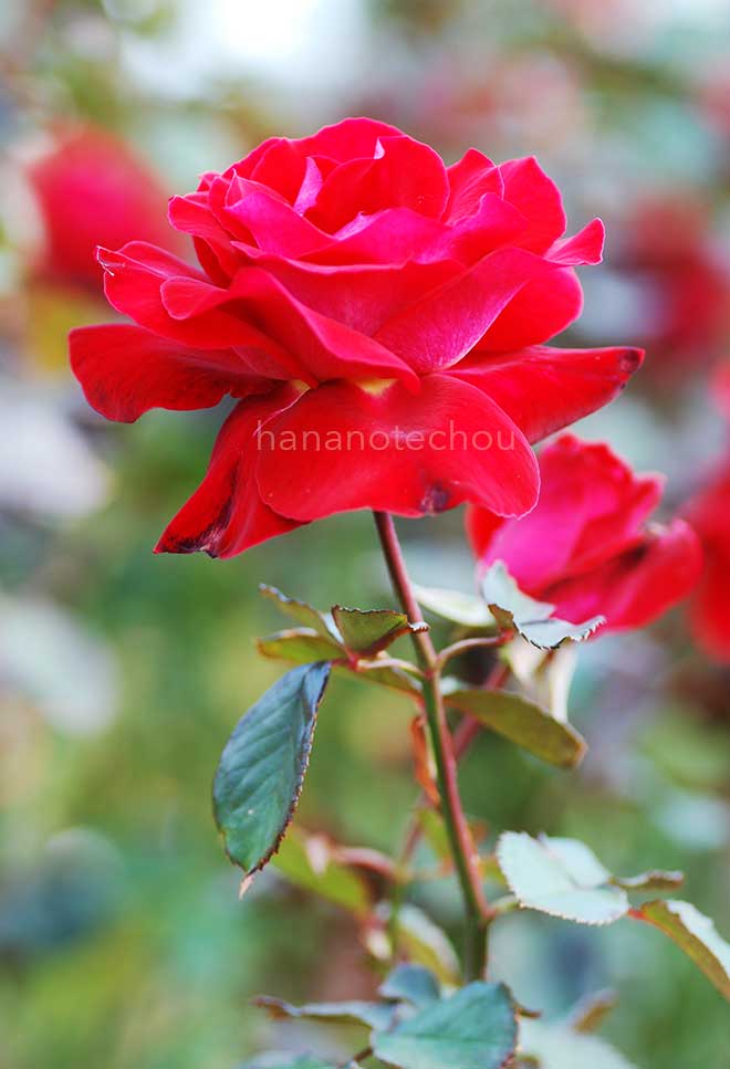 バラ ロナルド レーガン｜花の手帖の薔薇図鑑