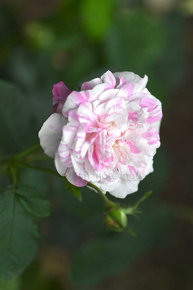 バラ ロサ ケンティフォリア バリエガータ｜花の手帖の薔薇図鑑