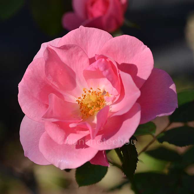 バラ ローザムンデ｜花の手帖の薔薇図鑑
