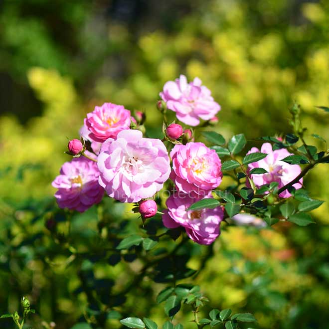 期間限定特価！　特大芸術写真 A2バラ 薔薇 ROSE 額付 70 X 79 mandalamariアート薔薇（小）（原画） | miekomandara