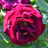 バラ ローズ ドゥ ロワ｜花の手帖の薔薇図鑑