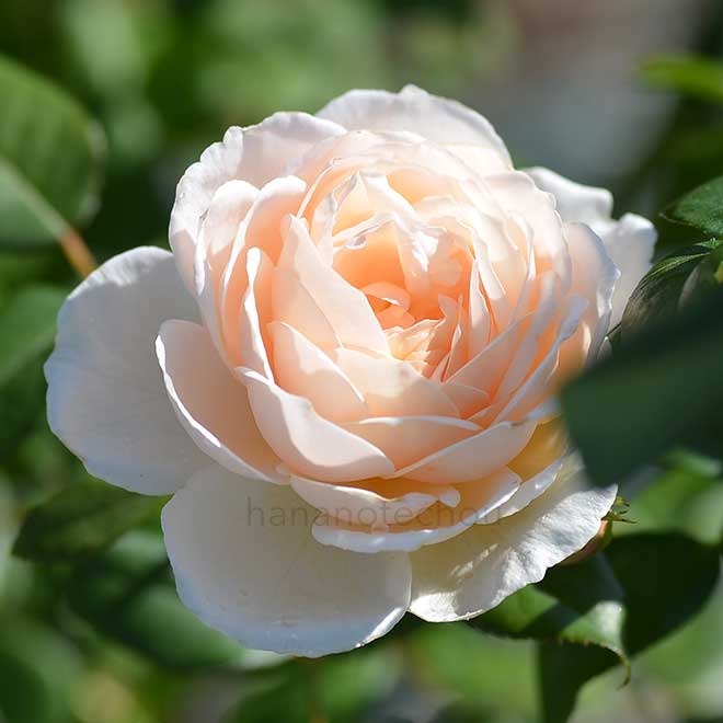 バラ ローズ マリー｜花の手帖の薔薇図鑑