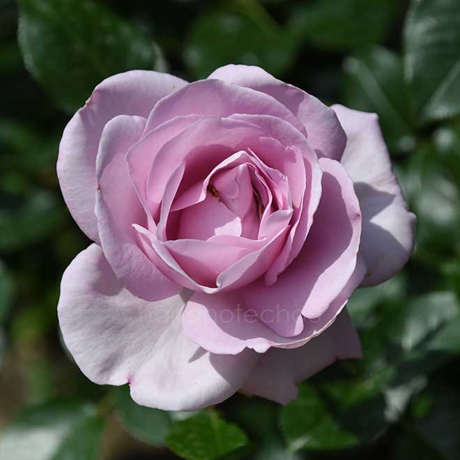 バラ ローズ シネルジック|花の手帖の薔薇図鑑