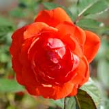 バラ ロジーミッターマイヤー|花の手帖の薔薇図鑑