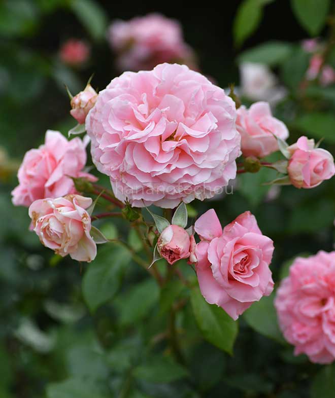 バラ ロゼッディ ローズ｜花の手帖の薔薇図鑑