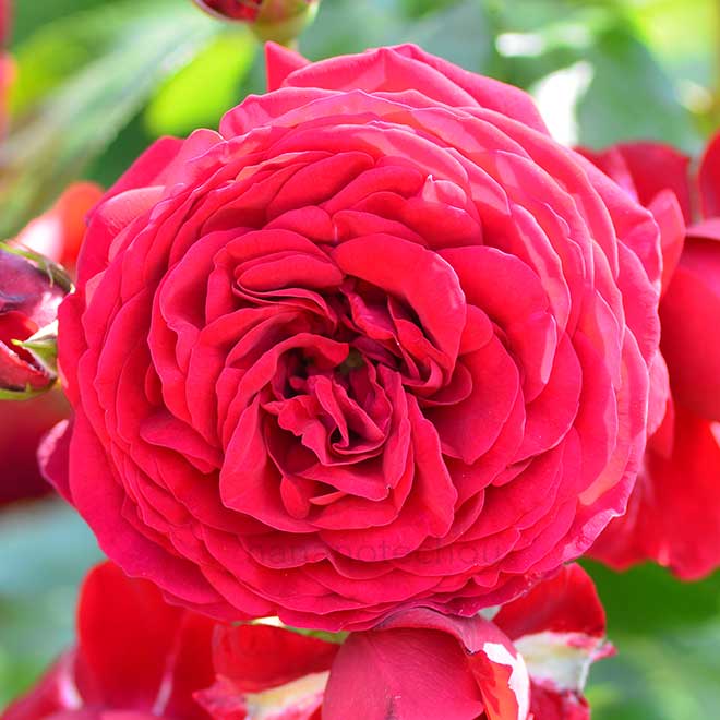 バラ ロートケプヘン|花の手帖の薔薇図鑑