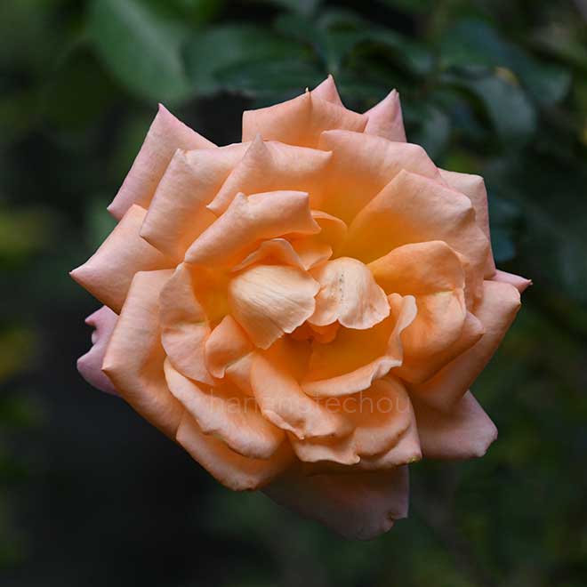 バラ ロイヤルロマンス|花の手帖の薔薇図鑑