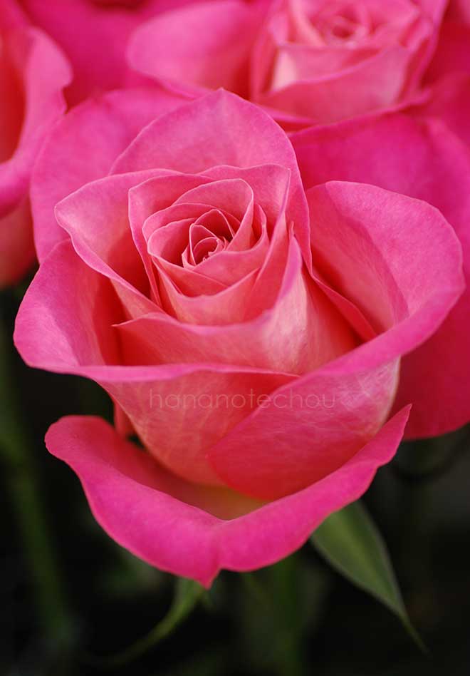 バラ ロイヤル ウェディング｜花の手帖の薔薇図鑑