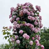 バラ ライラック ビューティ｜花の手帖の薔薇図鑑