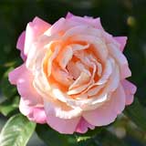 バラ シカゴピース|花の手帖の薔薇図鑑