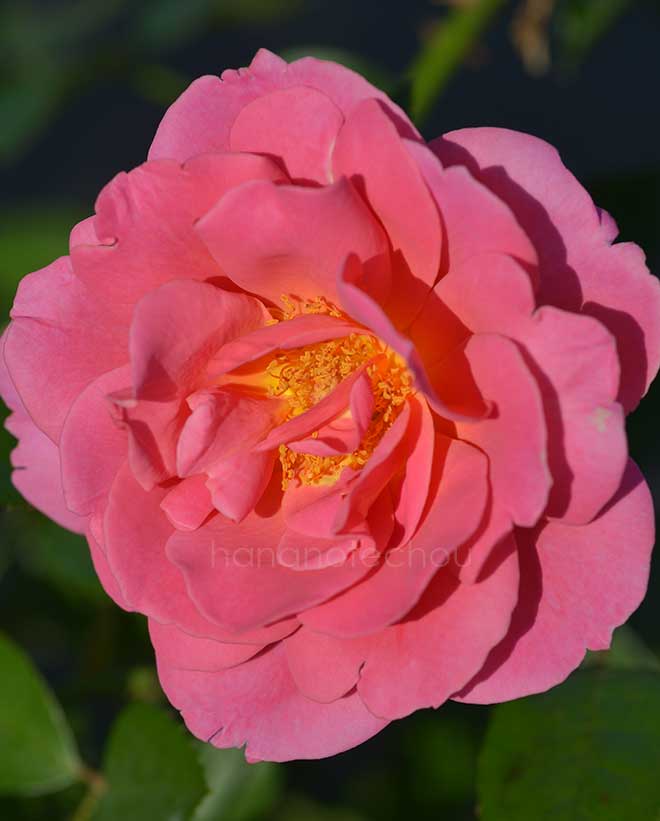 バラ ジェネラシオン ジャルダン｜花の手帖の薔薇図鑑