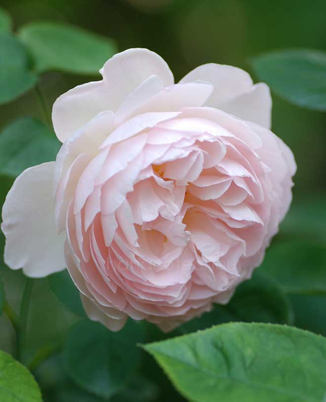 バラ ジェントル ハーマイオニー｜花の手帖の薔薇図鑑