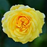 バラ ジョルジュダンジャン|花の手帖の薔薇図鑑