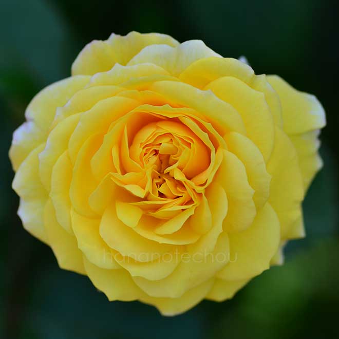 バラ ジョルジュ ダンジャン|花の手帖の薔薇図鑑