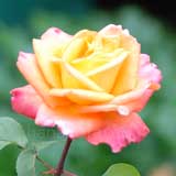 バラ ジルベールベコー｜花の手帖の薔薇図鑑