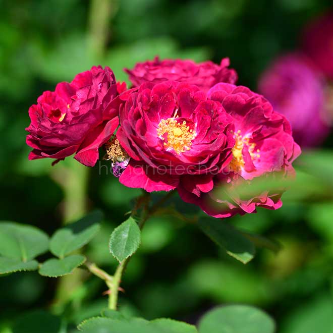 バラ ジプシー ボーイ｜花の手帖の薔薇図鑑