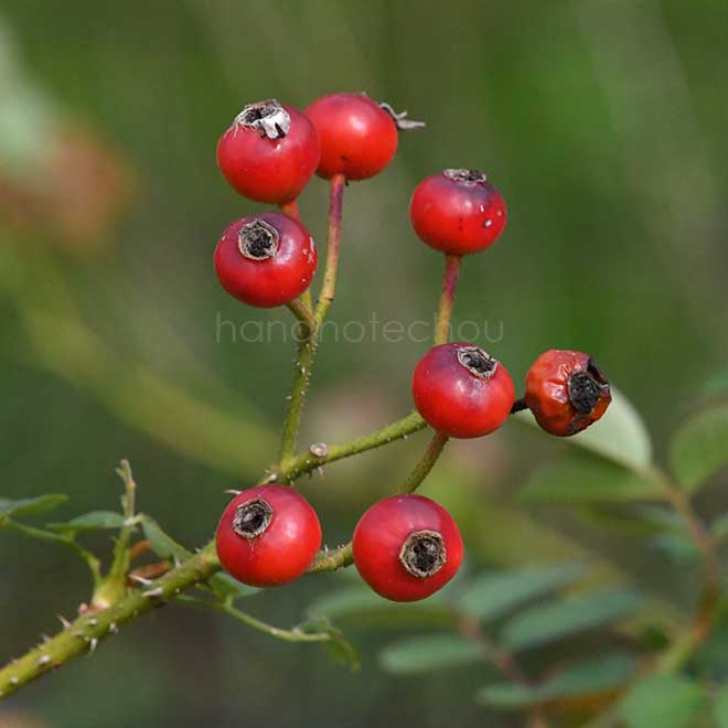 バラ ジプシー ボーイ｜花の手帖の薔薇図鑑
