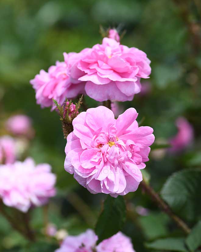 バラ ジェームズ ミッチェル｜花の手帖の薔薇図鑑