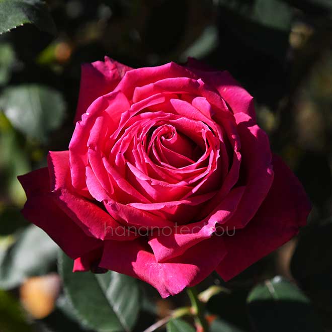 バラ ジョン ウォータラー|花の手帖の薔薇図鑑