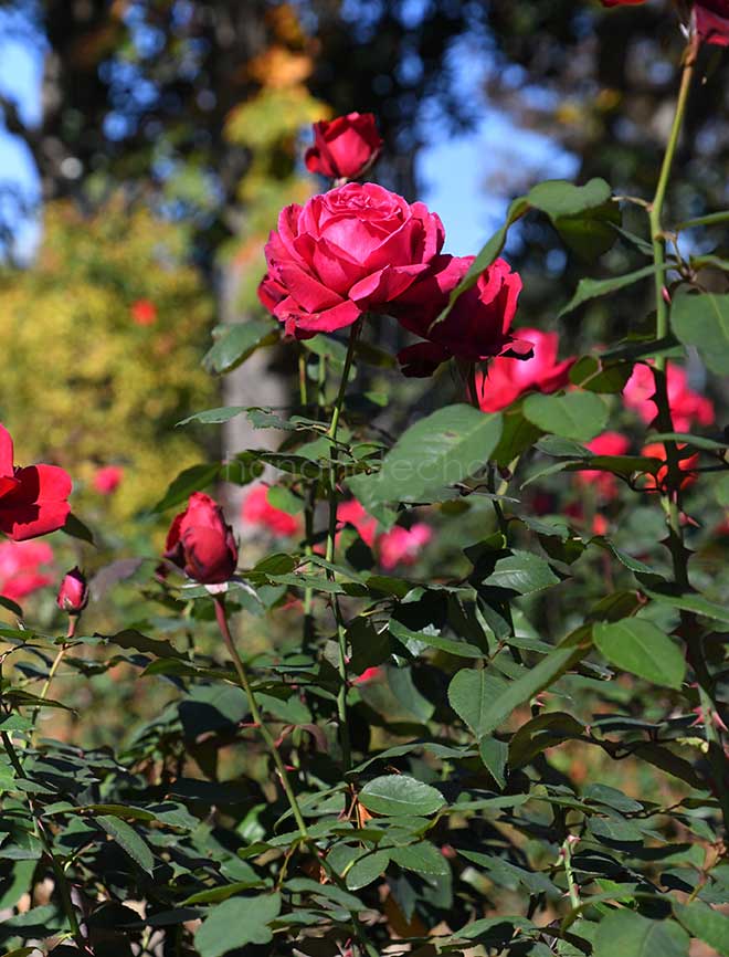 バラ ジョン ウォータラー|花の手帖の薔薇図鑑