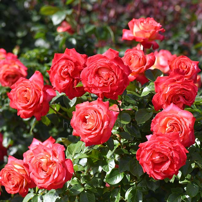 バラ 彩雲｜花の手帖の薔薇図鑑