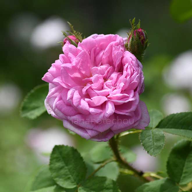 バラ サレ|花の手帖の薔薇図鑑