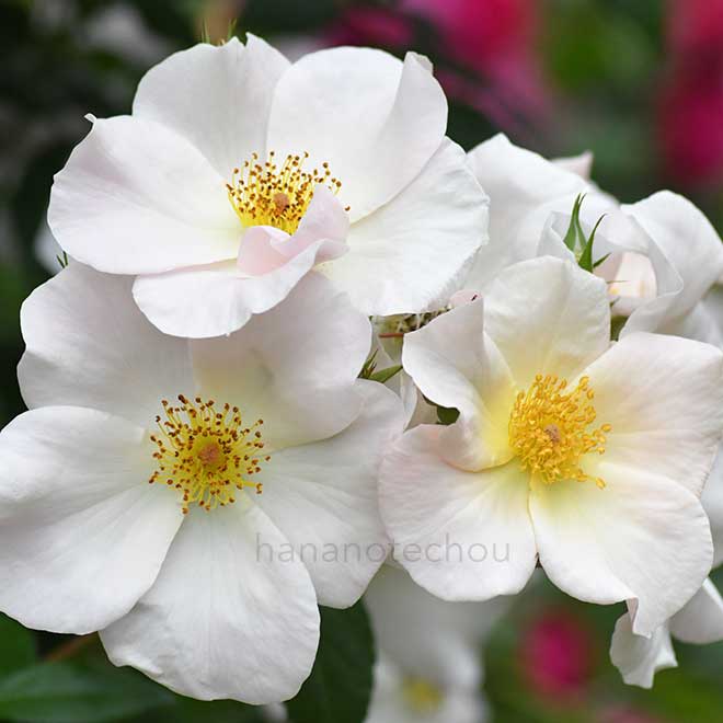 バラ サリー ホルムズ｜花の手帖の薔薇図鑑