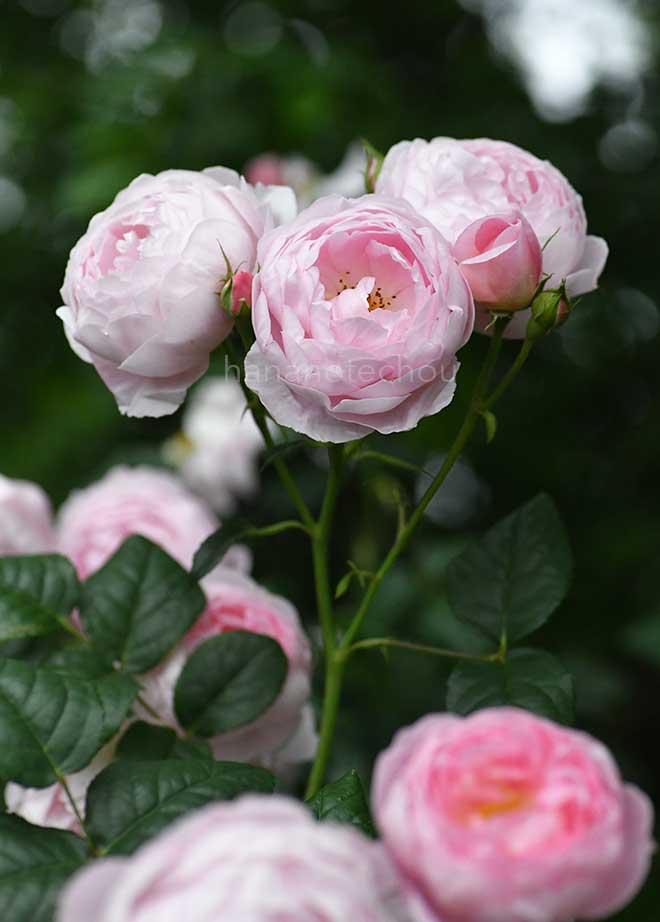 バラ セプタード アイル|花の手帖の薔薇図鑑