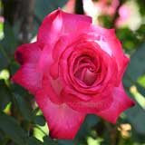 バラ |花の手帖の薔薇図鑑