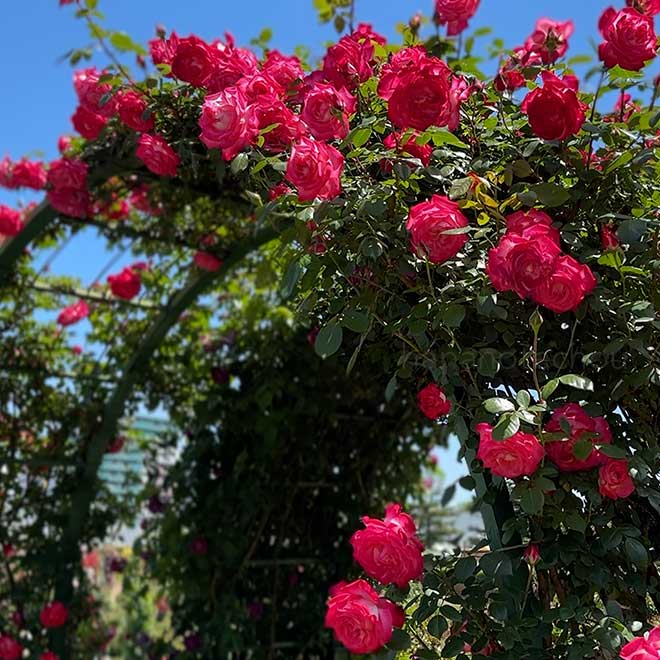 バラ つる 聖火｜花の手帖の薔薇図鑑