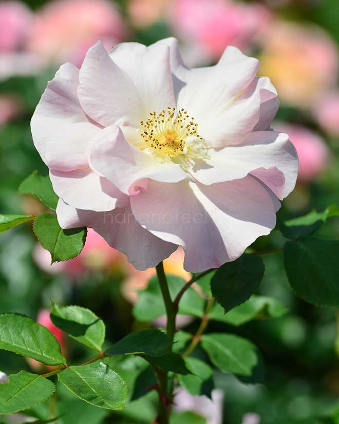 バラ しののめ|花の手帖の薔薇図鑑