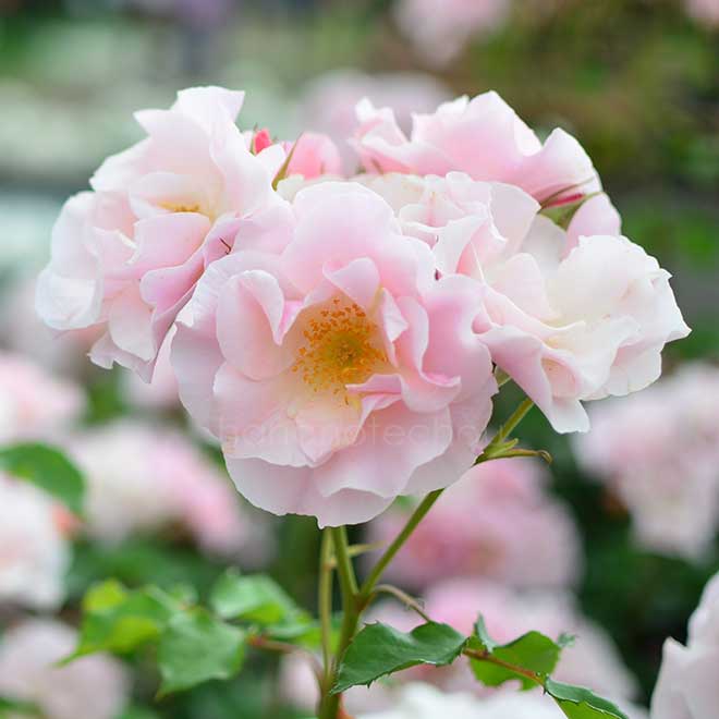 バラ しののめ|花の手帖の薔薇図鑑