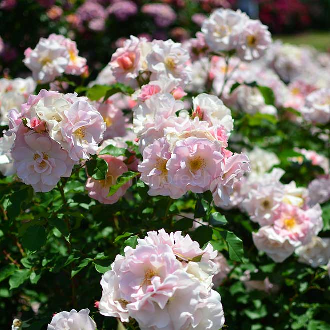 バラ しののめ|花の手帖の薔薇図鑑