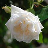 バラ 新雪|花の手帖の薔薇図鑑