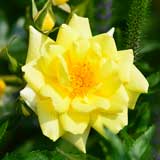 バラ ショウミーサンシャイン|花の手帖の薔薇図鑑