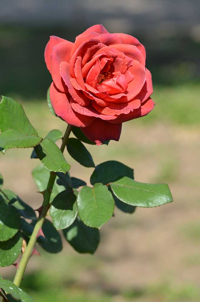 バラ スモーキー|花の手帖の薔薇図鑑