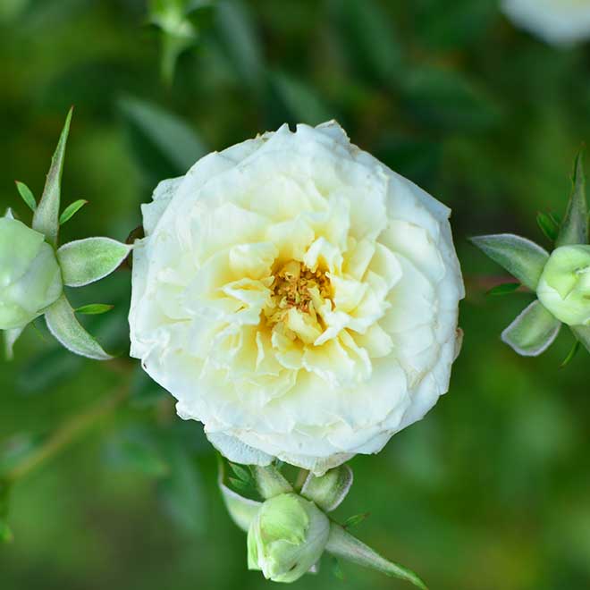 バラ スノー メイアンディナ｜花の手帖の薔薇図鑑