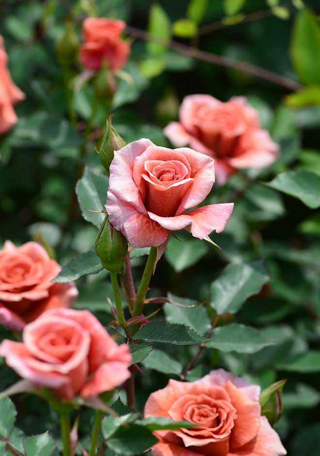 バラ ソワレ｜花の手帖の薔薇図鑑